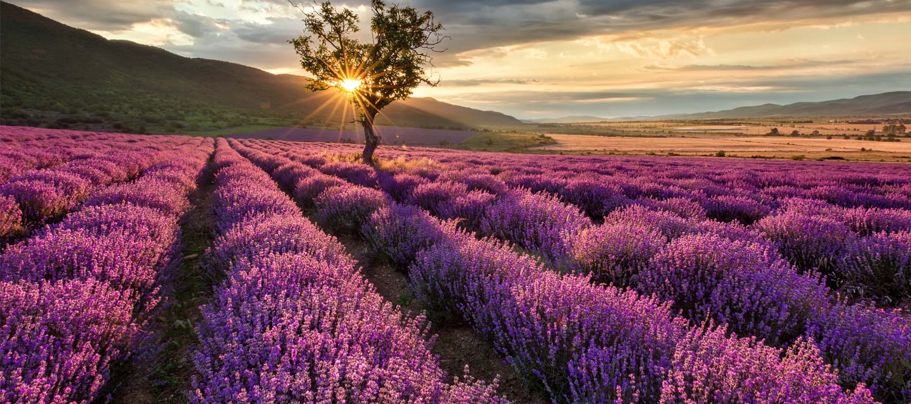 lavanda