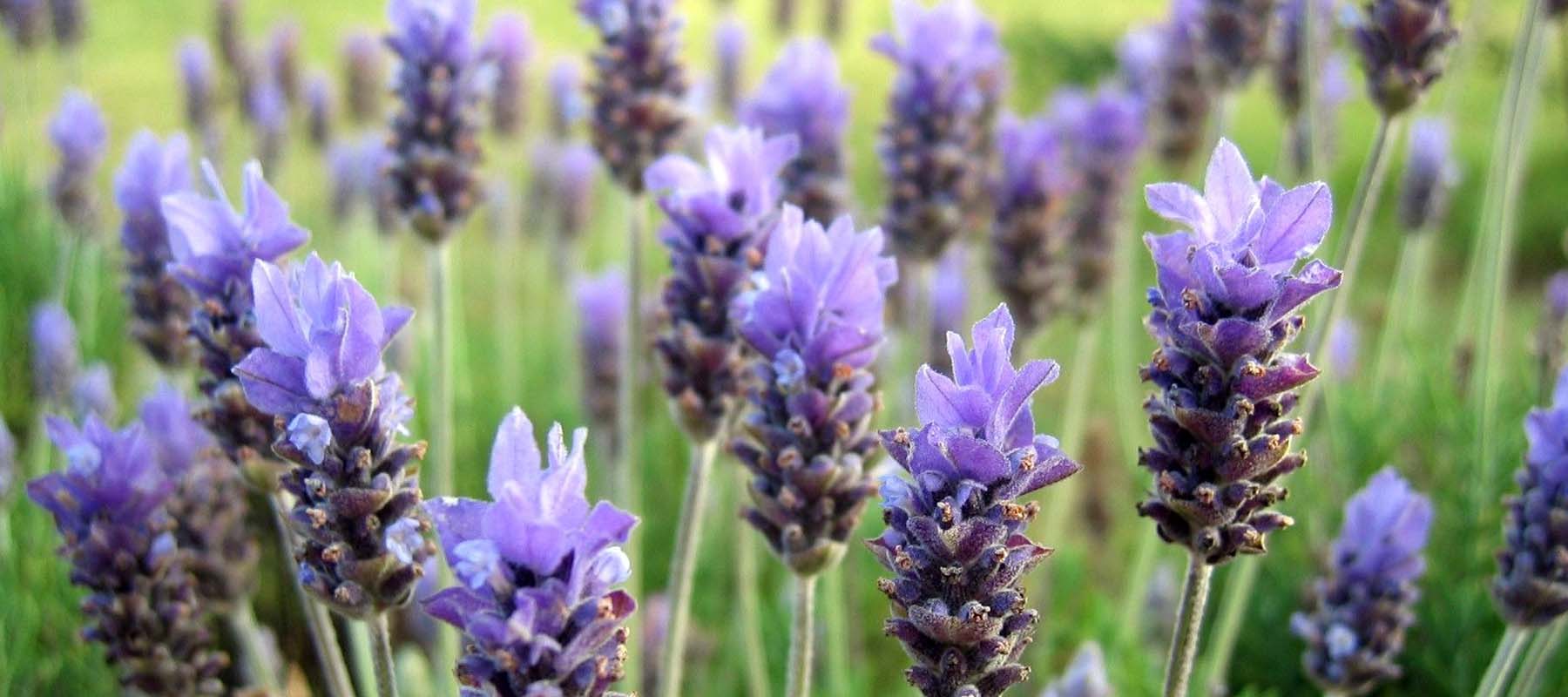 lavanda