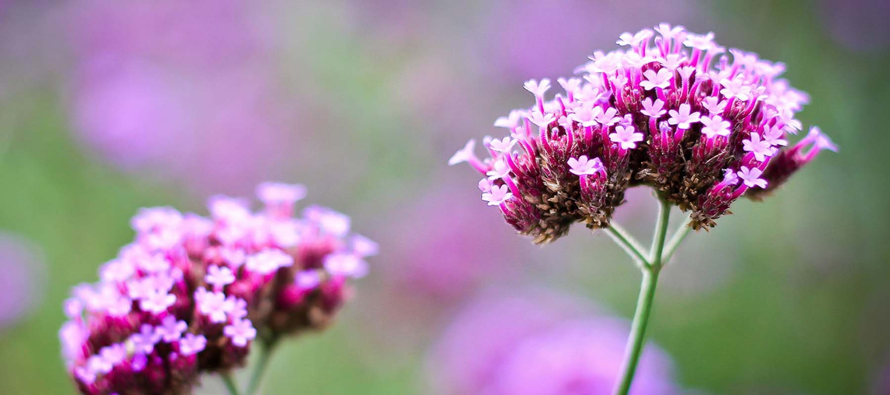 verveine