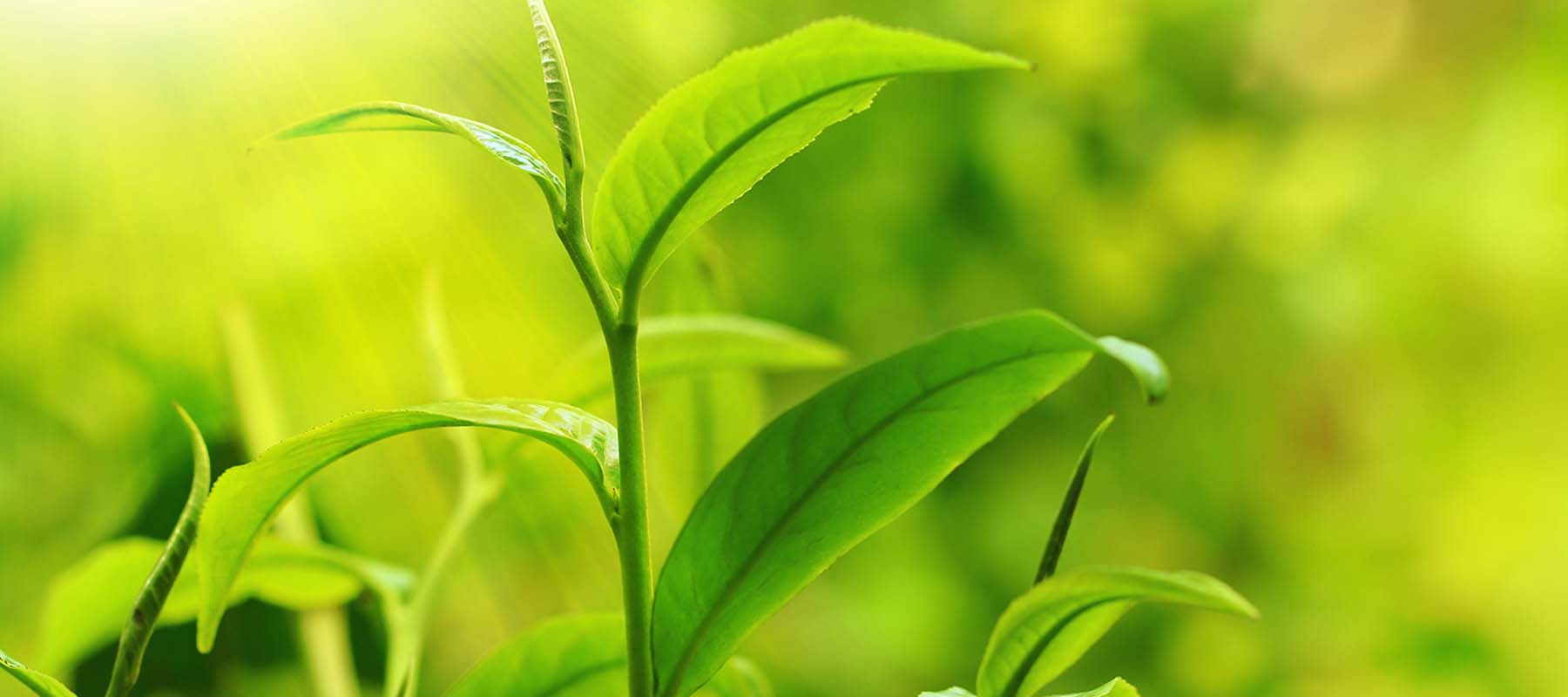 verveine